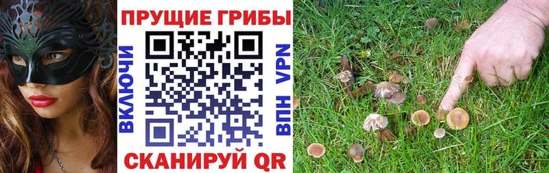 Псилоцибиновые грибы Psilocybine cubensis  Купить где  Камызяк 